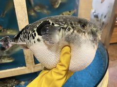 -天正河鲀·河豚亭(大连店)