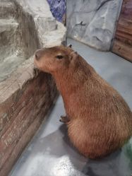 -Zoolung Zoolung动物主题公园(海信广场店)