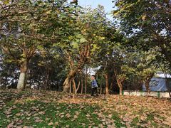 -两河城市森林公园