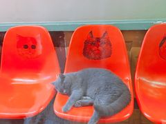 -猫咪博物馆(顶澳仔猫街店)