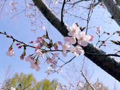 -顾村公园