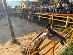 -西霞口神雕山野生动物世界