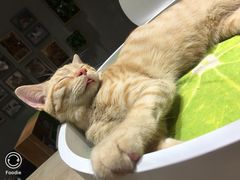 -藏猫猫咖啡主题馆(中央大道店)