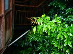 -三亚亚龙湾人间天堂鸟巢度假村
