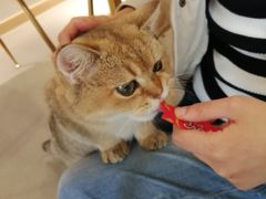 -飞行喵MR PILOT|猫舍·猫咖(静安大融城店)