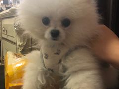 -翊宠yipet猫狗购宠庄园犬舍•猫舍