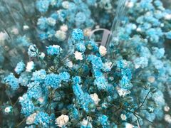 -循礼门鲜花花市(武汉循礼门店)