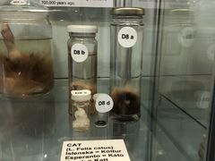 -冰岛阴茎博物馆