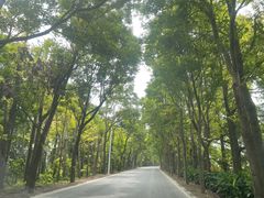 -上海海湾国家森林公园