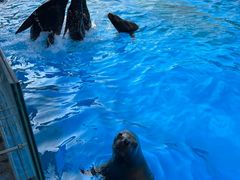 -上海海昌海洋公园