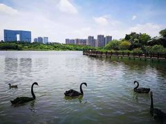 -五缘湾湿地公园
