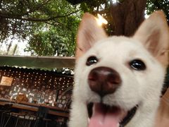 -柴犬高等学院·狗咖·柴犬售卖·宠物训练