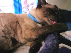 -Sirena海妖日咖夜酒