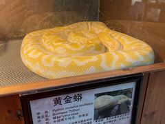 -上海大自然野生昆虫馆(东方明珠·爬宠昆虫探索中心)