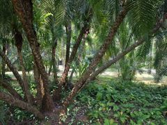 -中国科学院西双版纳热带植物园