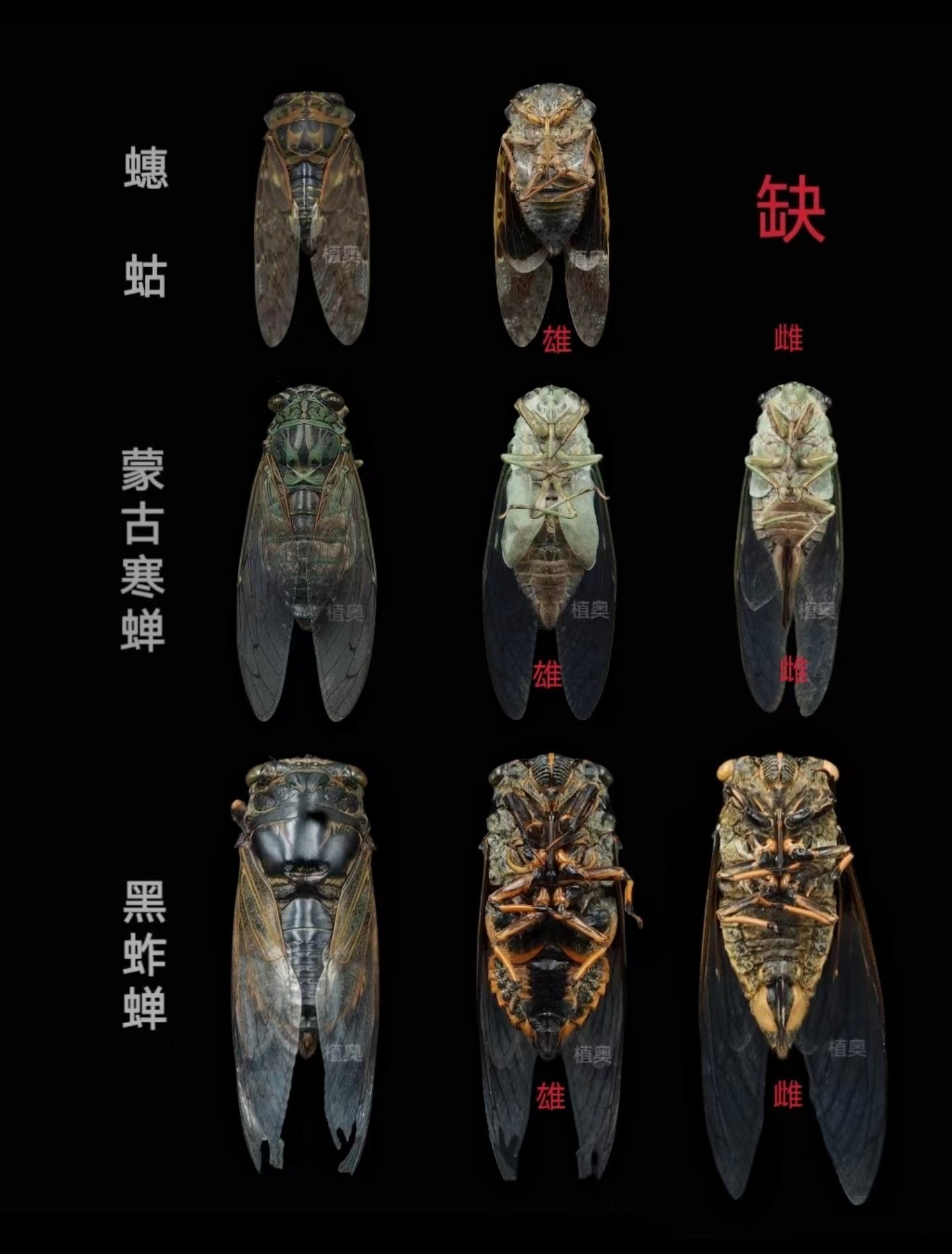 三个品种的知了猴哪种最好吃?
