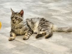 -楼上猫咖(罗湖店)