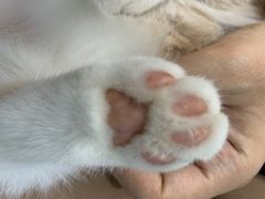 -糯米喵星人·撸猫猫舍咖啡馆(西市场嘉华店)