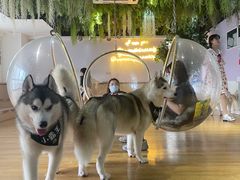 -Husky Go! 哈士奇体验馆·宠物咖啡厅狗咖