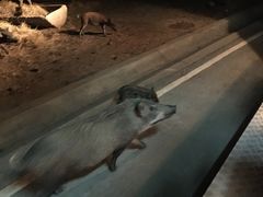 -清迈夜间动物园