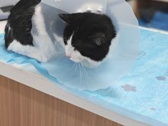 -达爱动物医院·犬猫分区·CT·复杂眼科(远洋山水分院)
