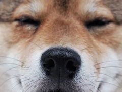 -柴务处·柴犬主题狗咖