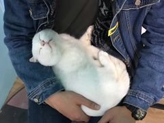 -猫咪博物馆(顶澳仔猫街店)