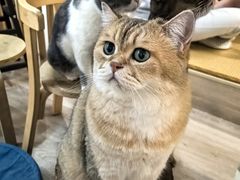 -柴迷FANS CLUB·柴犬狗咖·猫咖