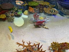 -上海海洋水族馆