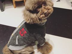 -Oh My Dog宠物沙龙(伊珊娜皮毛护理店)