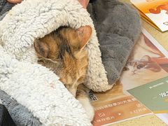 -艾贝尔宠物医院·狂犬免疫点(江山金象城店)
