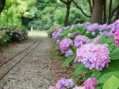 -上海滨江森林公园