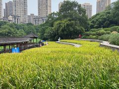 -龙头寺公园