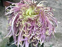 -上海市龙华烈士陵园