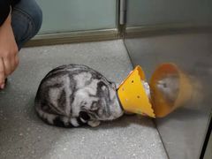 -伟伟宠物医院·瑞派猫友好医院·猫科(光谷店)