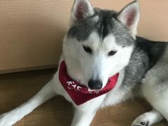 -Husky Go! 哈士奇体验馆·宠物咖啡厅狗咖