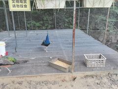 -福建鲤鱼洲酒店