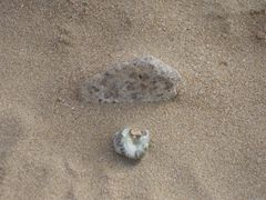 死在贝壳里的寄居蟹-青岛第二海水浴场