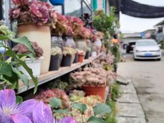-金科花卉市场