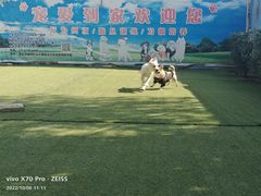 -宠物寄养训练学校