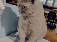 -猫小院猫主题餐厅(三里屯店)