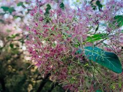 -原山国家森林公园