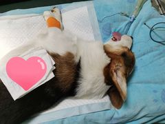 -谐和益家动物医院·免疫绝育·血液透析·宠保定点医院(高新伊藤分院)