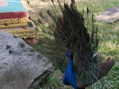 -瑞丽独树成林风景区