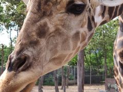 -清迈夜间动物园