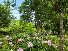 -洛阳市牡丹公园