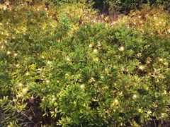 -黑色经典臭豆腐·湖南特产(步行街店)