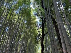 -岚山嵯峨野观光小火车