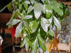 -真地道京味府·鲜橙烤鸭·北京菜(朝外大街东大桥店)