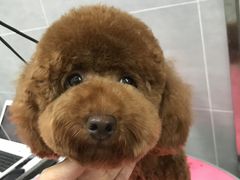 -宠福鑫康馨动物医院·骨科·眼科